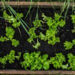 Transform Your Balcony with These 7 Climbing Plants