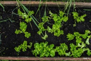 Home-and-Garden-image